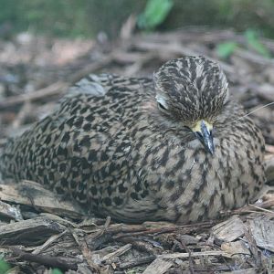 Cape thick-knee