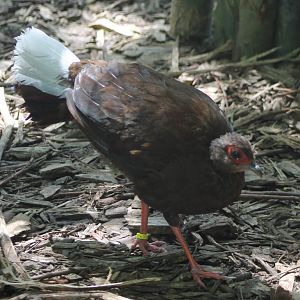 Vietnamese pheasant - female