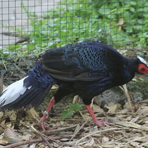 Vietnamese pheasant - male