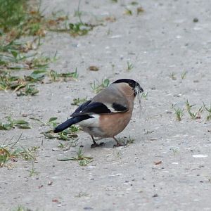 European bullfinch - female