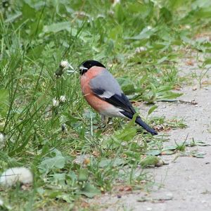 European bullfinch - male