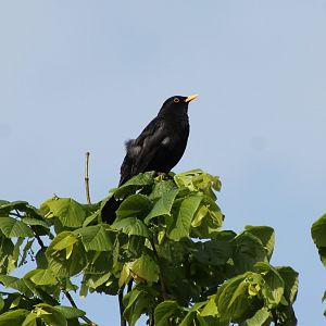 Blackbird