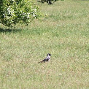 Hooded crow