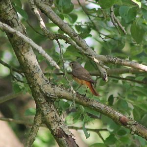 Common redstart - female