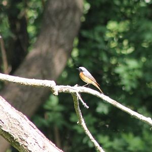 Common redstart - male