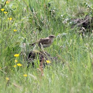 Sky lark
