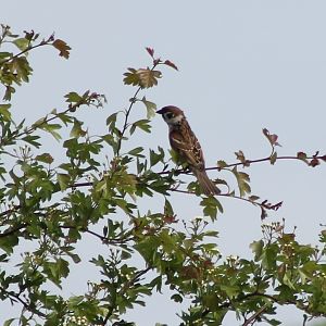Tree sparrow
