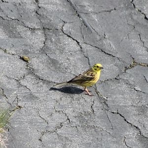 Yellowhammer