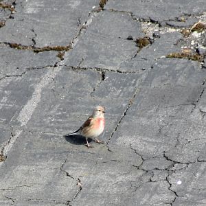 Linnet