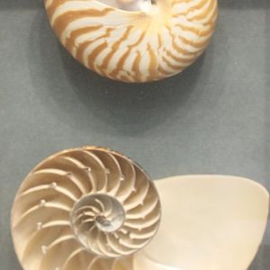 Nautilus