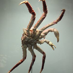 King crab - Paralithodes camtschatica