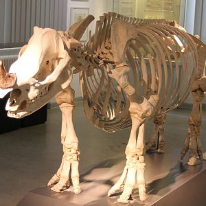 Skeleton Javan rhinoceros
