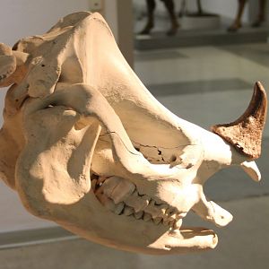 Skull Javan rhinoceros