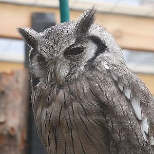 Paul & Lynsey's Zoo Tour #69 Cedars Nature Centre - YouTube