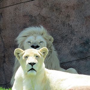 White Lion