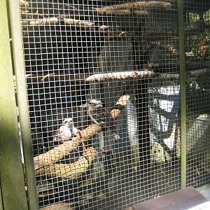 Riga Zoo - Kookaburra aviary