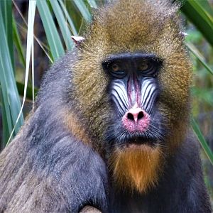 Female Mandrill