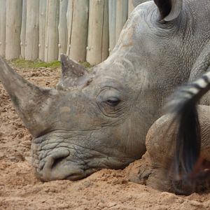 Southern White Rhino