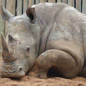 Southern White Rhino