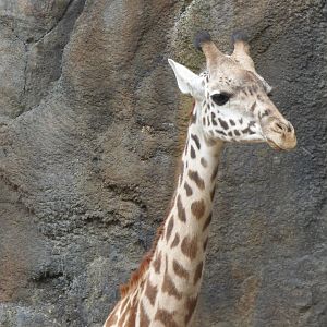 Masaai Giraffe