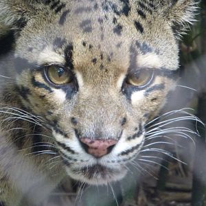 Clouded Leopard