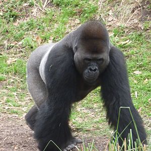 Western Lowland Gorilla