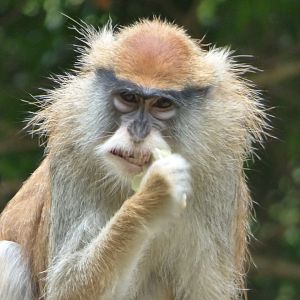 Patas Monkey