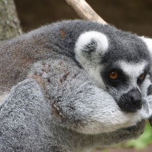 Ring-Tailed Lemur