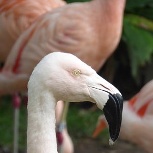 Chilean Flamingo