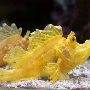 Eschmeyer's scorpionfish (Rhinopias eschmeyeri)