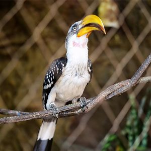 Eastern yellow-billed hornbill (Tockus flavirostris)