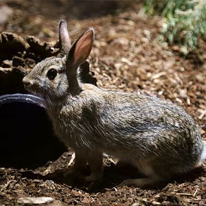 Desert cottontail (Sylvilagus audubonii)