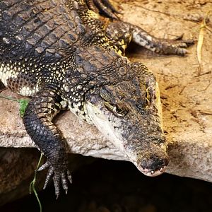 Morelet's crocodile (Crocodylus moreletii)