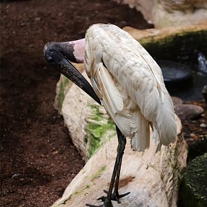 Jabiru (Jabiru mycteria)