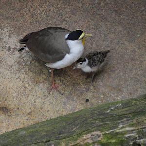 Vanellus miles miles mother and chick