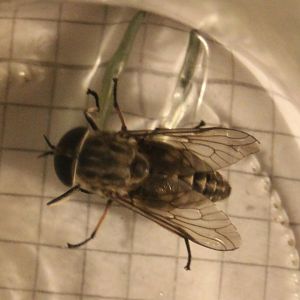 Large marsh horsefly - Tabanus autumnalis