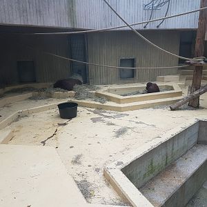 Orangutan indoor-enclosure