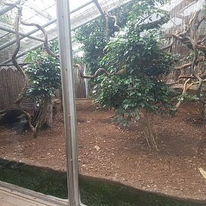 Enclosure Javan mouse deer