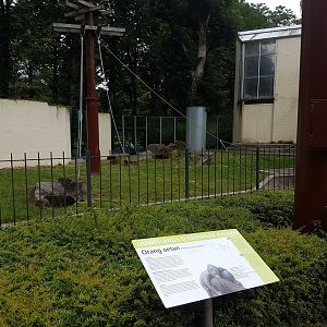 Orangutan outdoor-enclosure