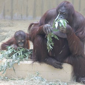 Orangutan wit young