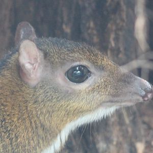 Javan mouse deer