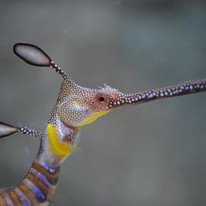 Phyllopteryx taeniolatus