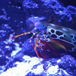 Odontodactylus scyllarus