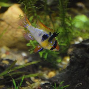 Mikrogeophagus ramirezi