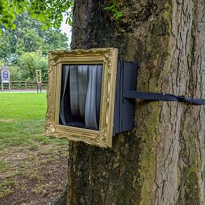 Wild Worlds - Celebritrees - 25/05/2018