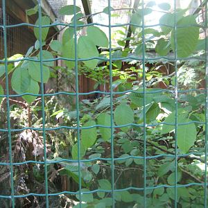 Riga Zoo - Owl aviary #2