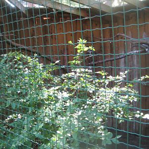 Riga Zoo - Owl aviary #3