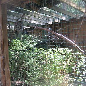 Riga Zoo - Owl aviary #4