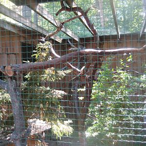 Riga Zoo - Owl aviary #5