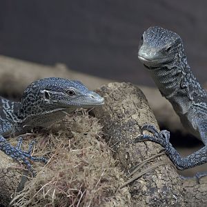 Blue-spotted tree monitors